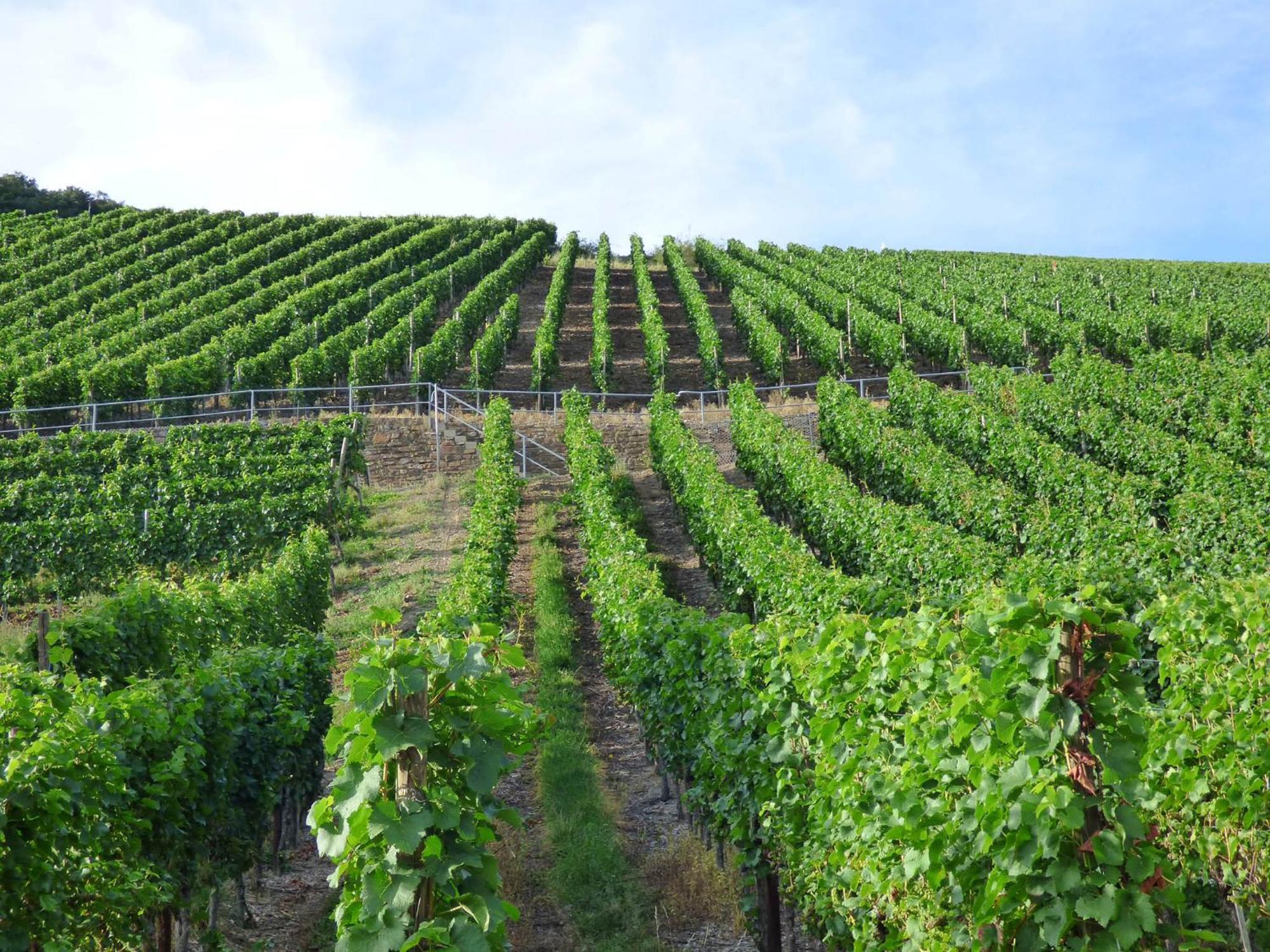 Relaxen Im Weindorf Mayschoss Fewo 4 Ngoại thất bức ảnh