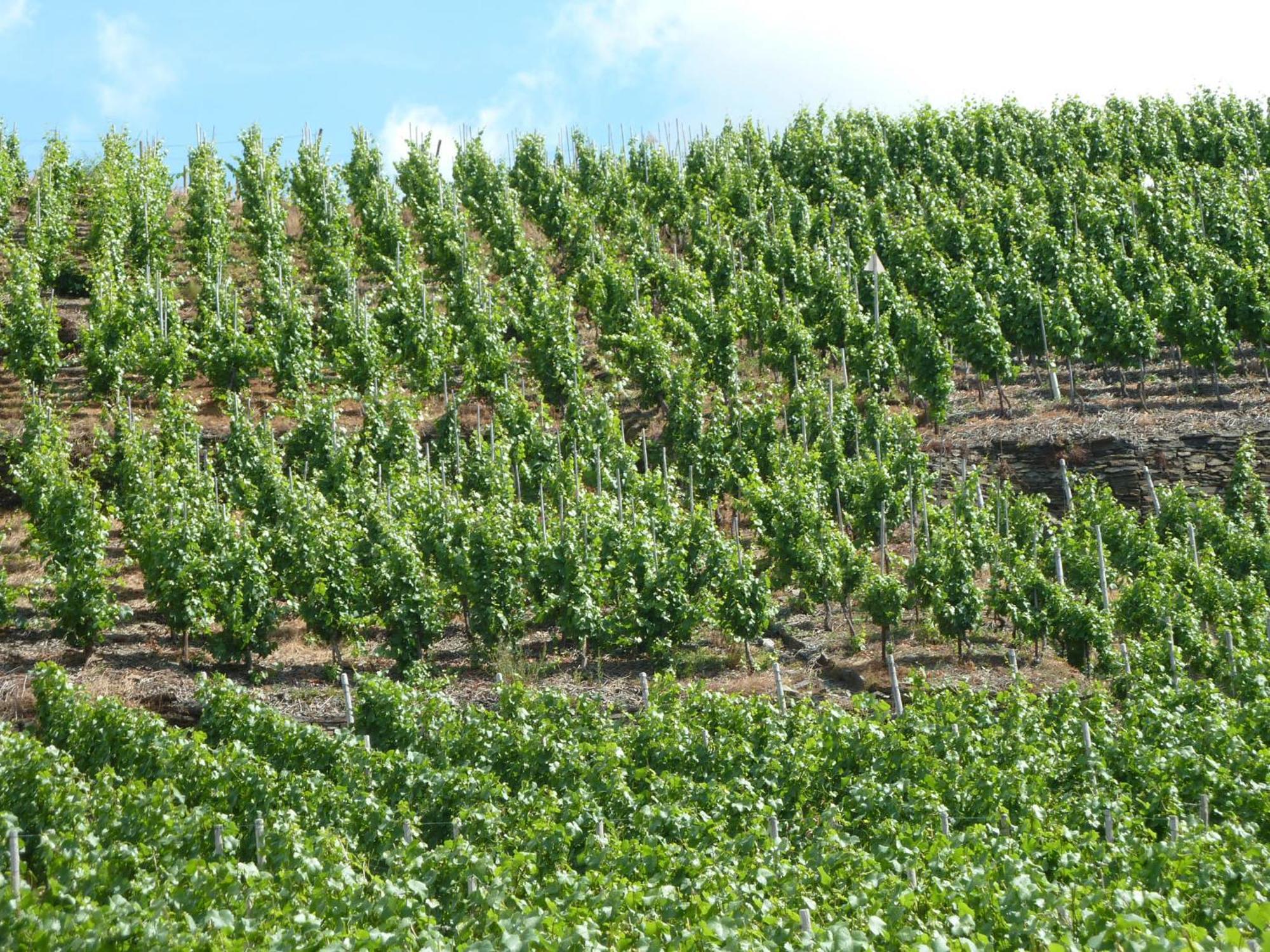 Relaxen Im Weindorf Mayschoss Fewo 4 Ngoại thất bức ảnh